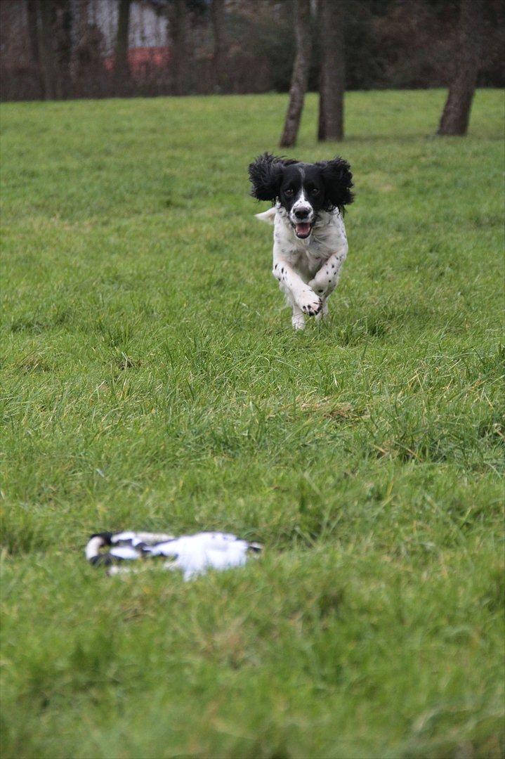 Field spaniel Apache Blue Magic, Figo! billede 13