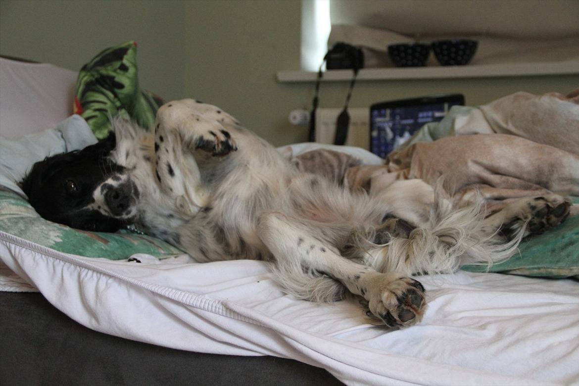 Field spaniel Apache Blue Magic, Figo! billede 14