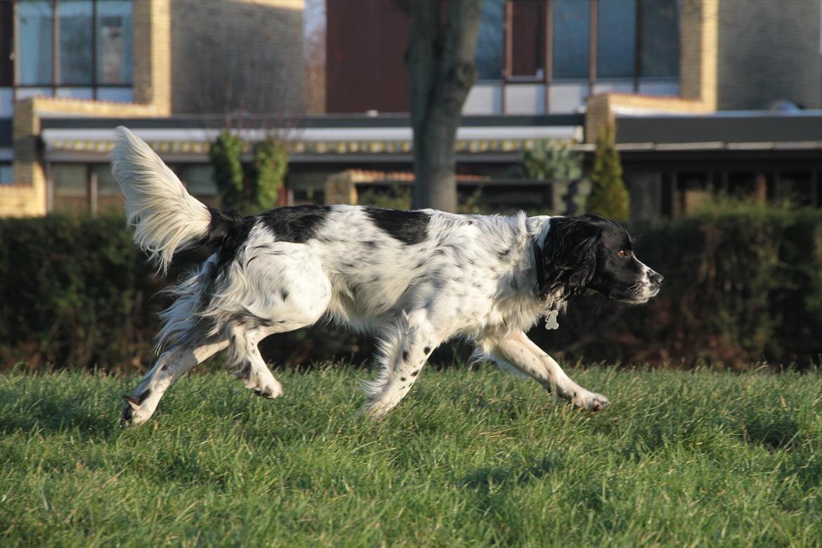 Field spaniel Apache Blue Magic, Figo! billede 15