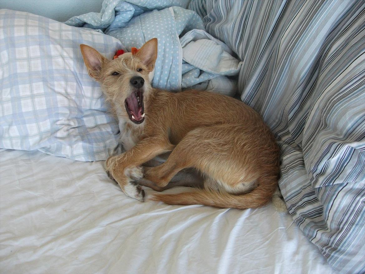 Podengo portugues medio Leopoldo billede 15