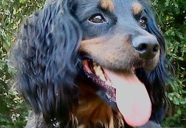 Field Trial Cockerspaniel Kenzo billede 1