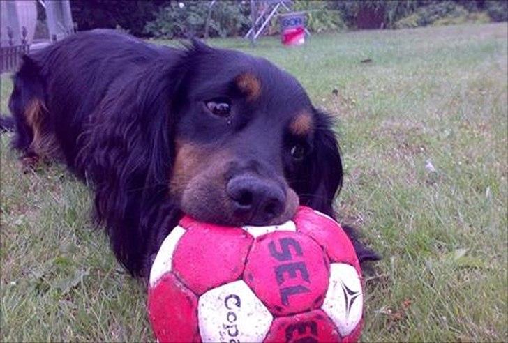 Field Trial Cockerspaniel Kenzo billede 2