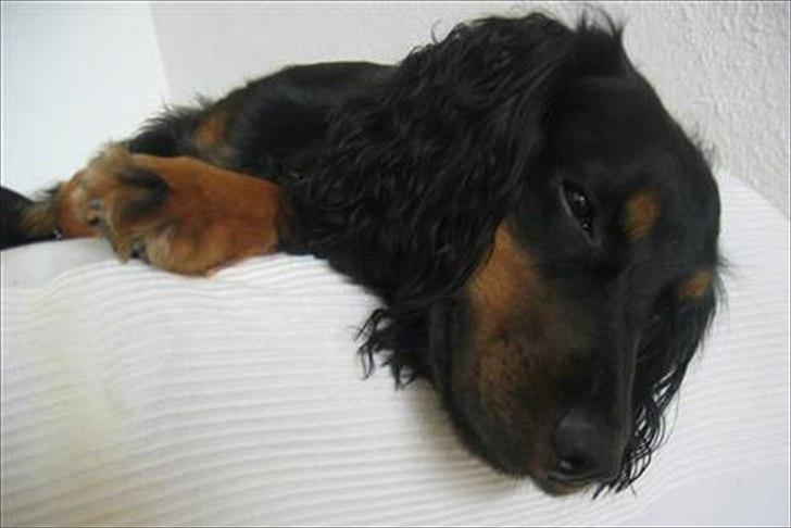 Field Trial Cockerspaniel Kenzo billede 3