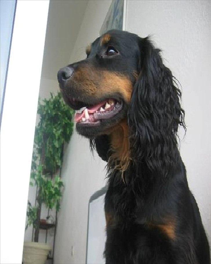 Field Trial Cockerspaniel Kenzo billede 4