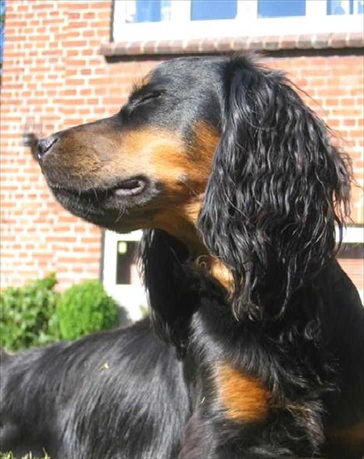 Field Trial Cockerspaniel Kenzo billede 5