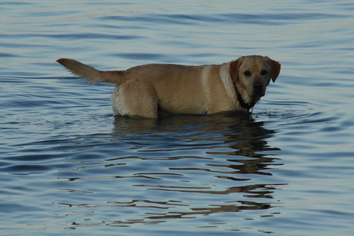 Labrador retriever Paw billede 1