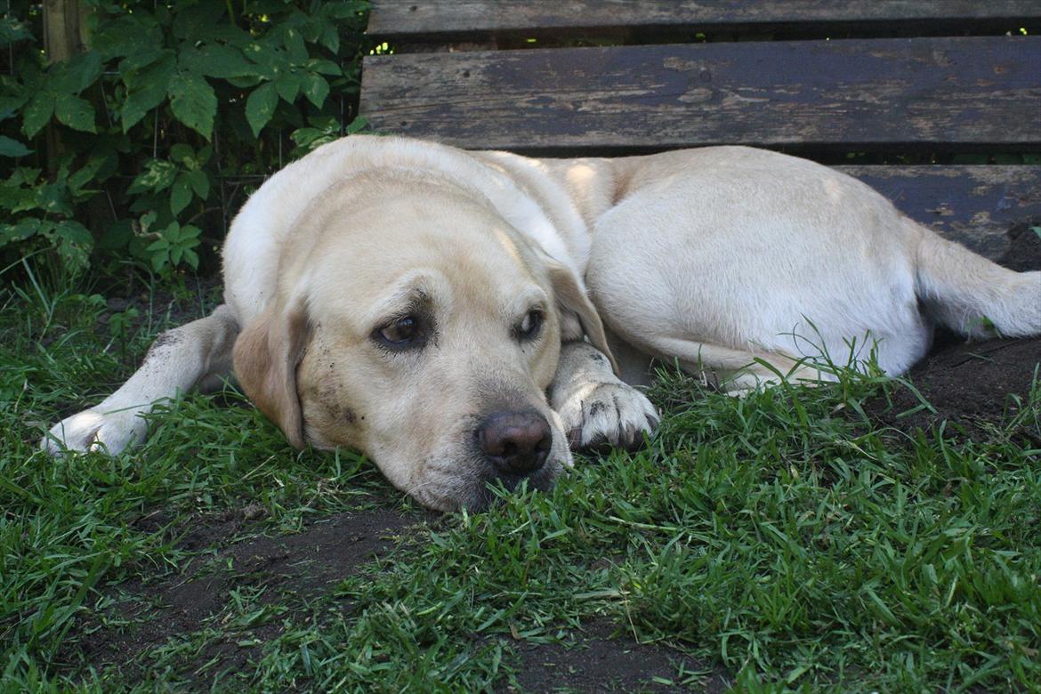 Labrador retriever Paw billede 2