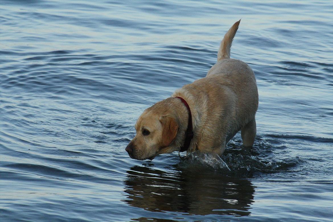 Labrador retriever Paw billede 12