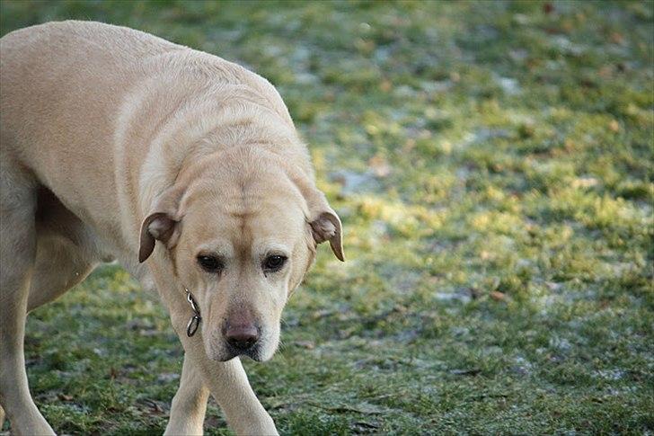 Labrador retriever Paw billede 13