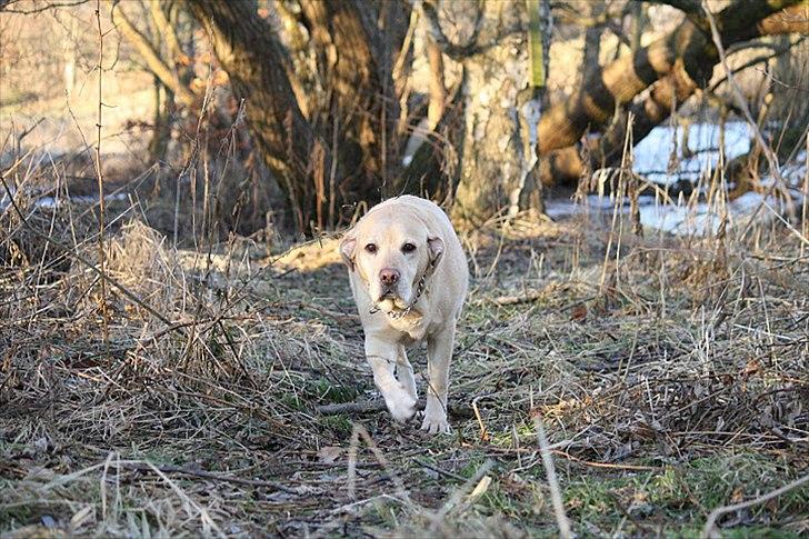 Labrador retriever Paw billede 14