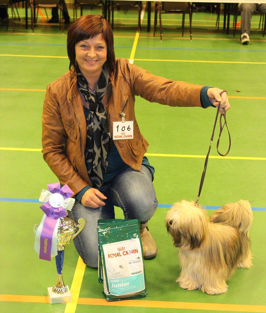 Lhasa apso Madison Ruby Bridges billede 8