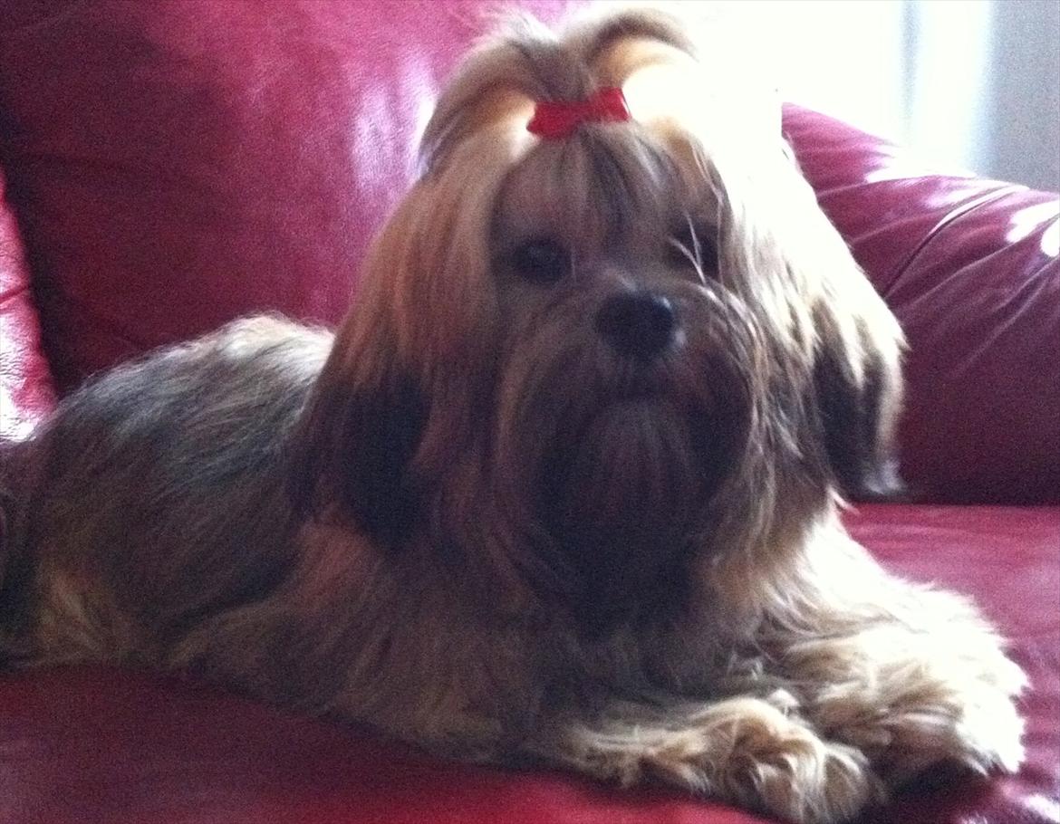 Lhasa apso Madison Ruby Bridges billede 7