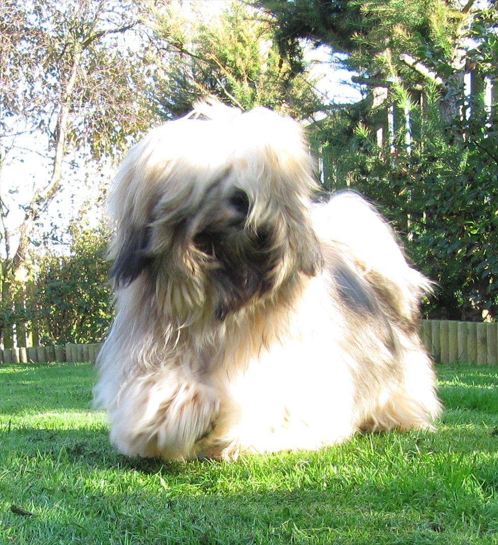 Lhasa apso Madison Ruby Bridges billede 3