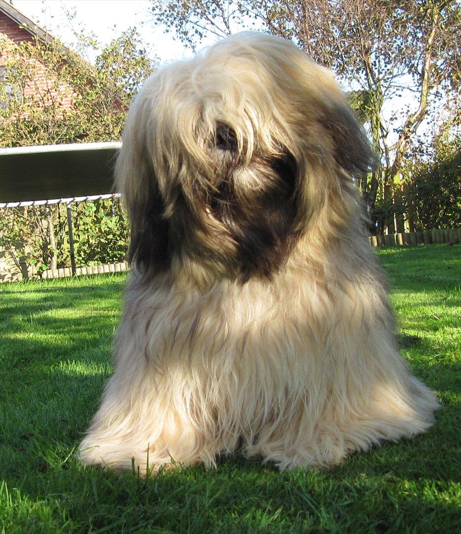 Lhasa apso Madison Ruby Bridges billede 1