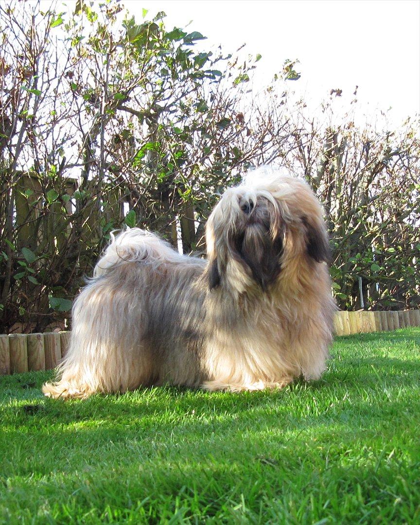 Lhasa apso Madison Ruby Bridges billede 4