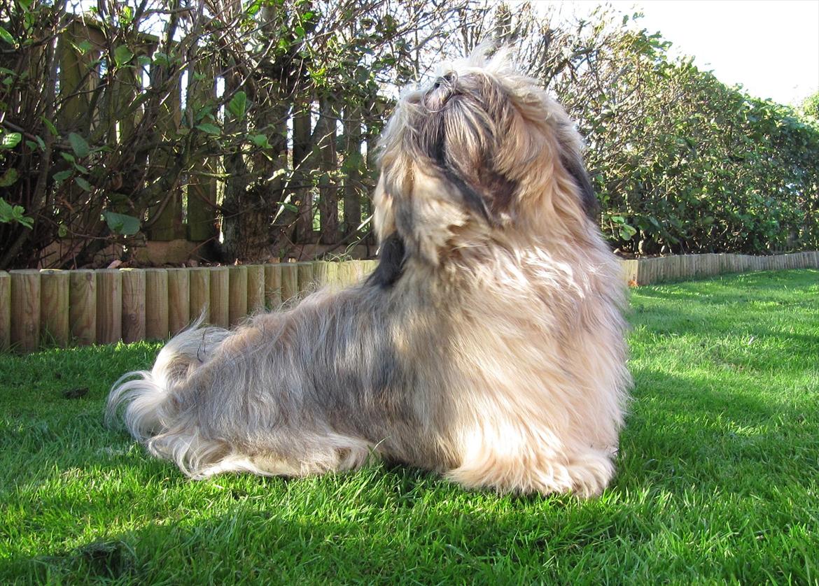 Lhasa apso Madison Ruby Bridges billede 5