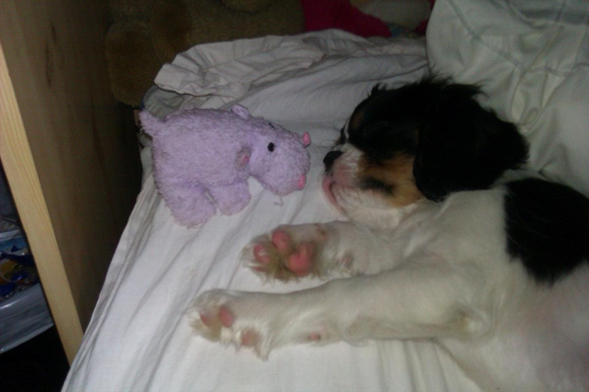 Cavalier king charles spaniel Charly <3 146316 - Første gang han sov i min seng :) vinter 2012 billede 15