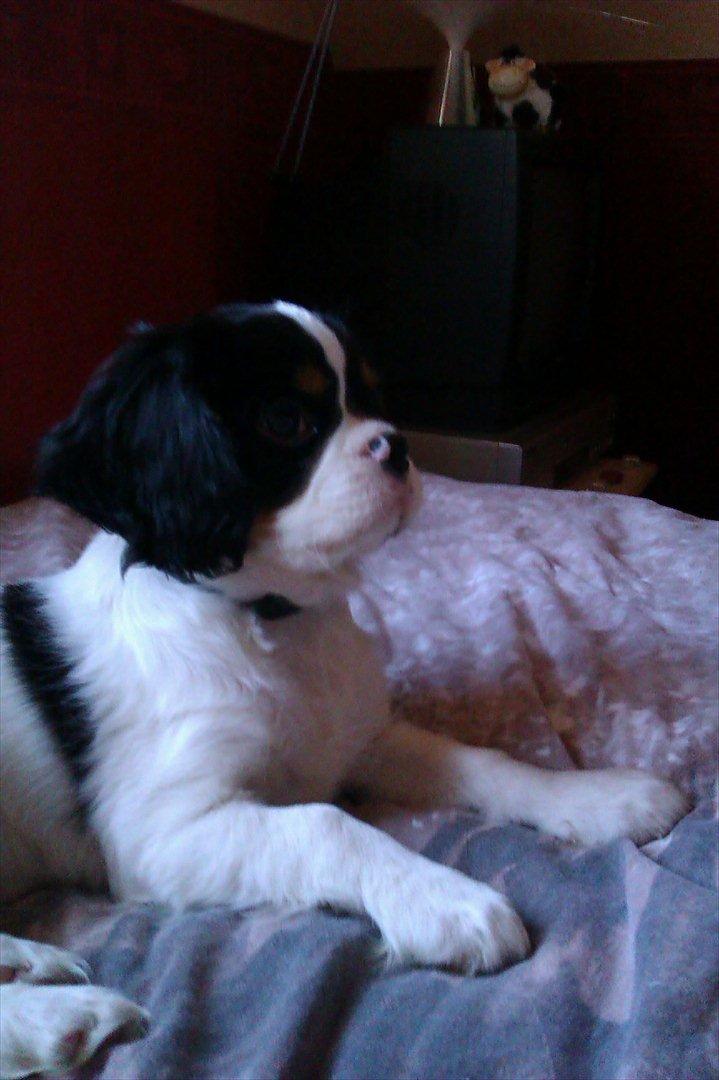 Cavalier king charles spaniel Charly <3 146316 - Charly, lille og sød! :')  
Vildt at han har været så lille! vinter 2012 billede 16