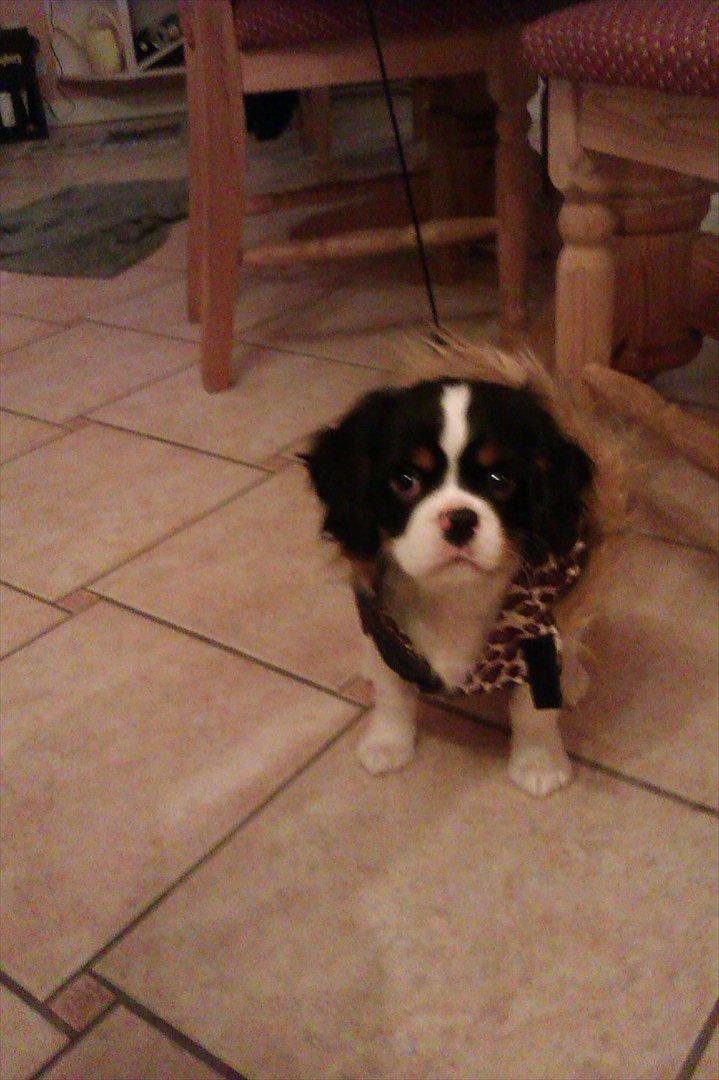 Cavalier king charles spaniel Charly <3 146316 - Så har Charly fået sig en lille jakke, for han fryser når han er uden for :P vinter 2012 billede 18