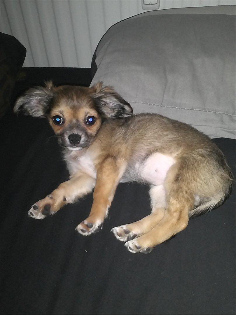 Chihuahua Søde Fie - Godmorgen mor, jeg ligger lige så godt :D billede 1