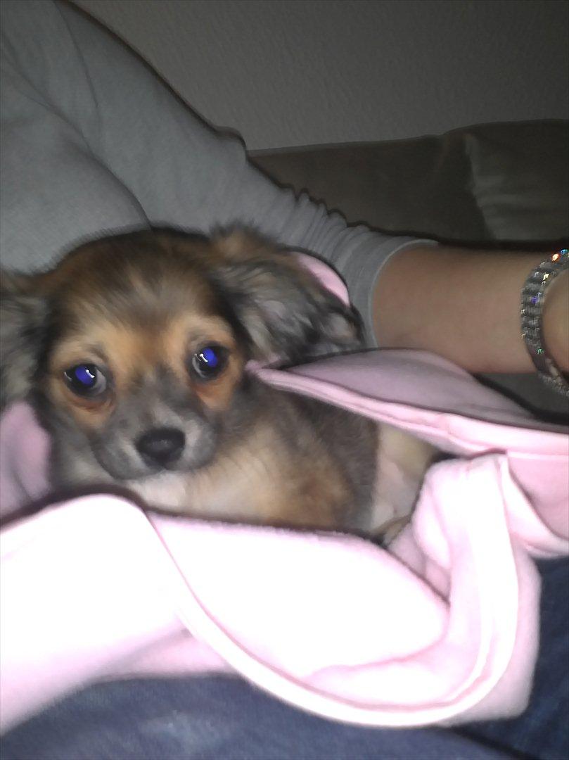 Chihuahua Søde Fie - Så ligger vi lige og putter lidt :D billede 2