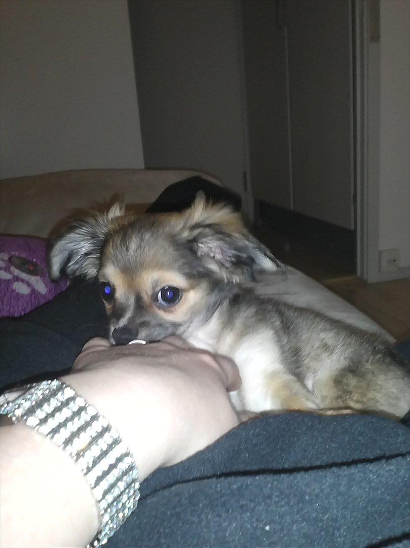 Chihuahua Søde Fie - Min dejlige lille Fie<3 billede 3