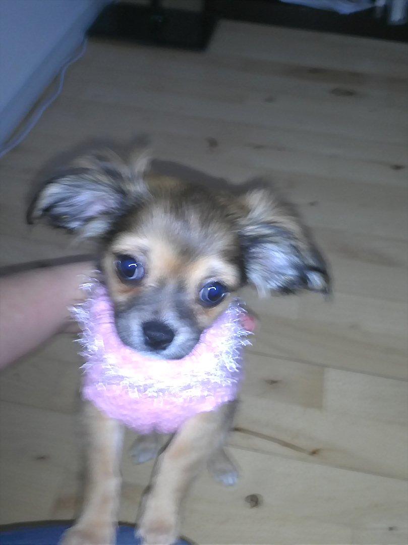 Chihuahua Søde Fie - Se hvor fin jeg er mor :D billede 5