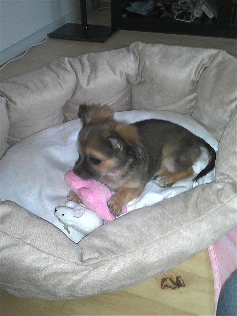 Chihuahua Søde Fie - mmh dejlig at ligge i sin kurv :D<3 billede 6