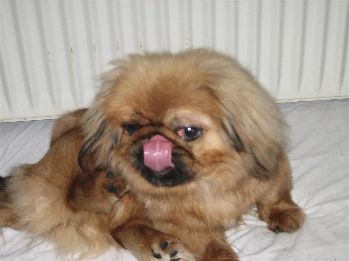 Pekingeser Soffi - ca 6 mdr billede 3