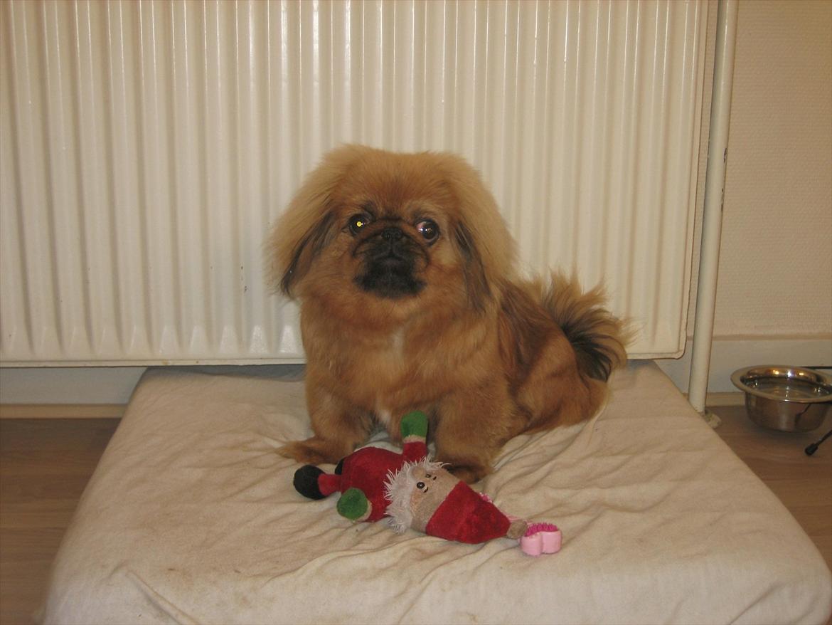 Pekingeser Soffi billede 7