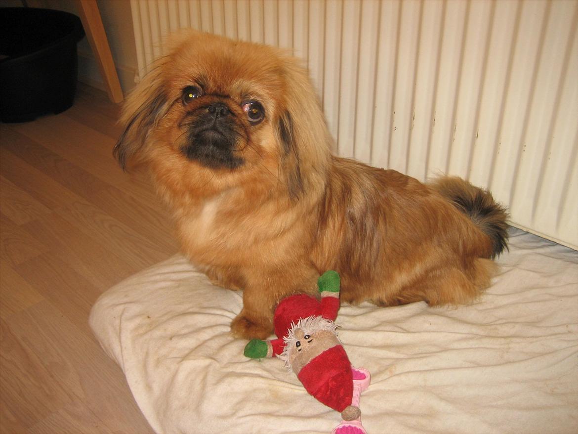 Pekingeser Soffi billede 8