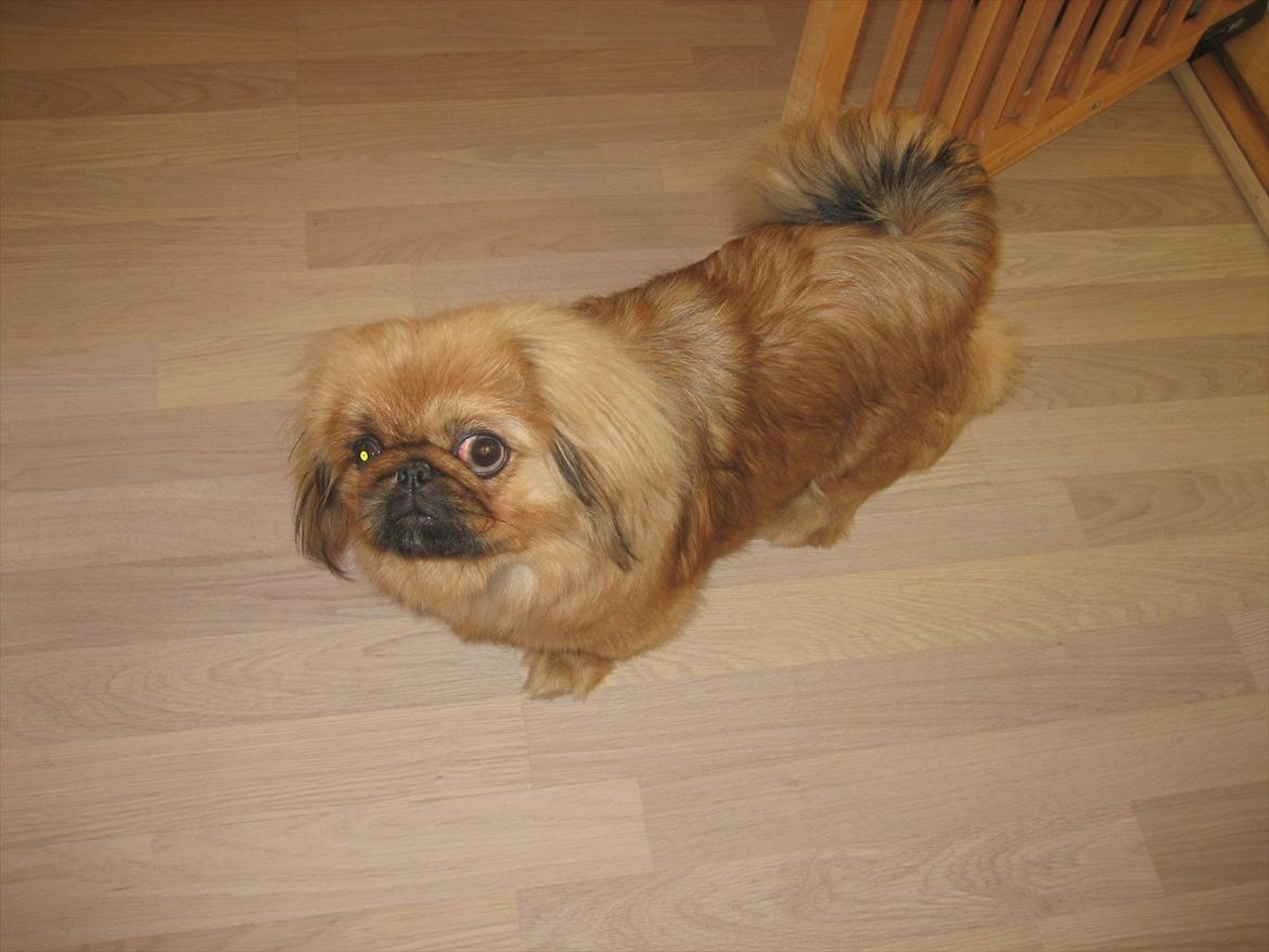 Pekingeser Soffi billede 9