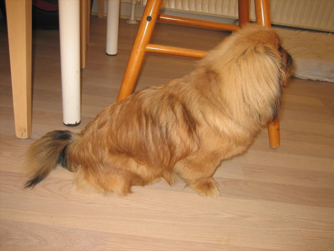 Pekingeser Soffi billede 10
