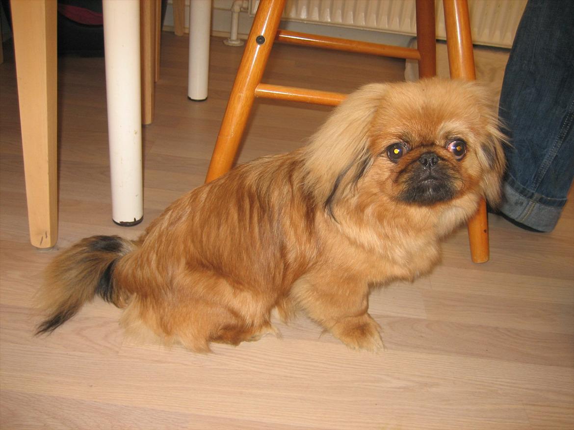 Pekingeser Soffi - 6 mdr og har ændret farve.. billede 2