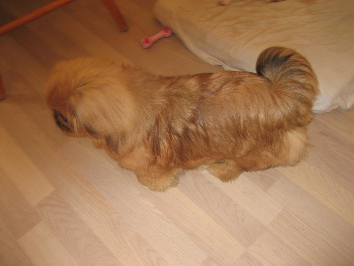 Pekingeser Soffi billede 11