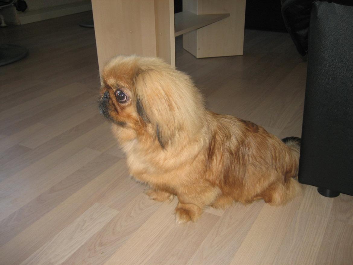 Pekingeser Soffi billede 12