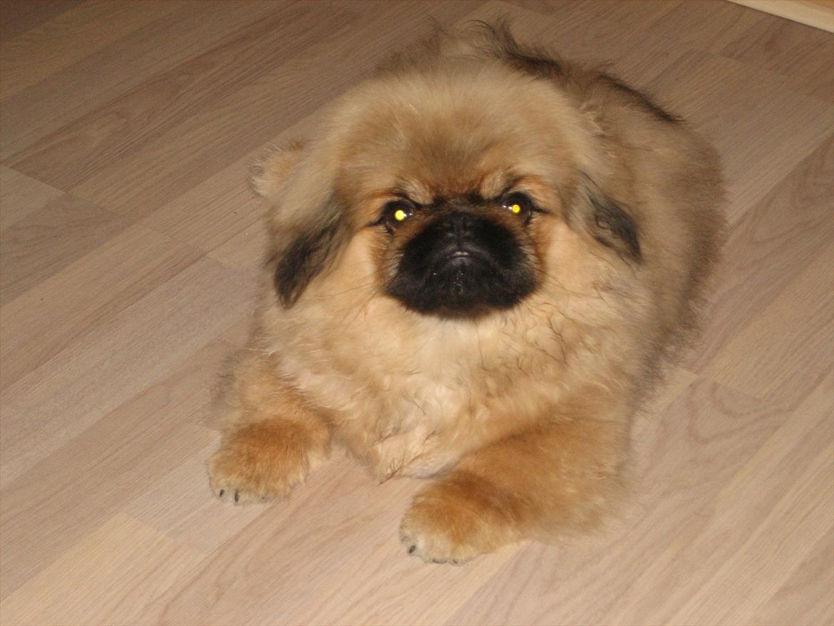 Pekingeser Soffi - Min flotte bror 4 mdr gl.. billede 13