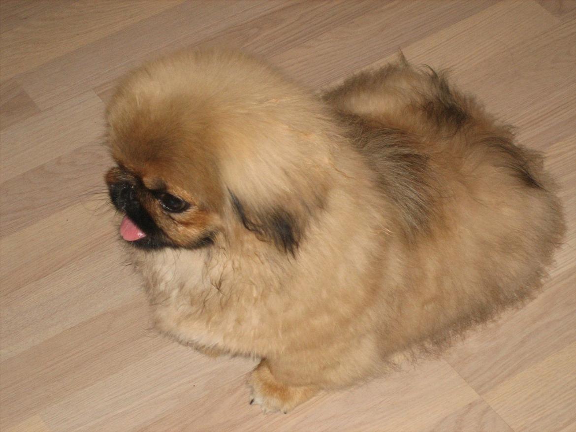 Pekingeser Soffi - Min flotte bror 4 mdr gl billede 14