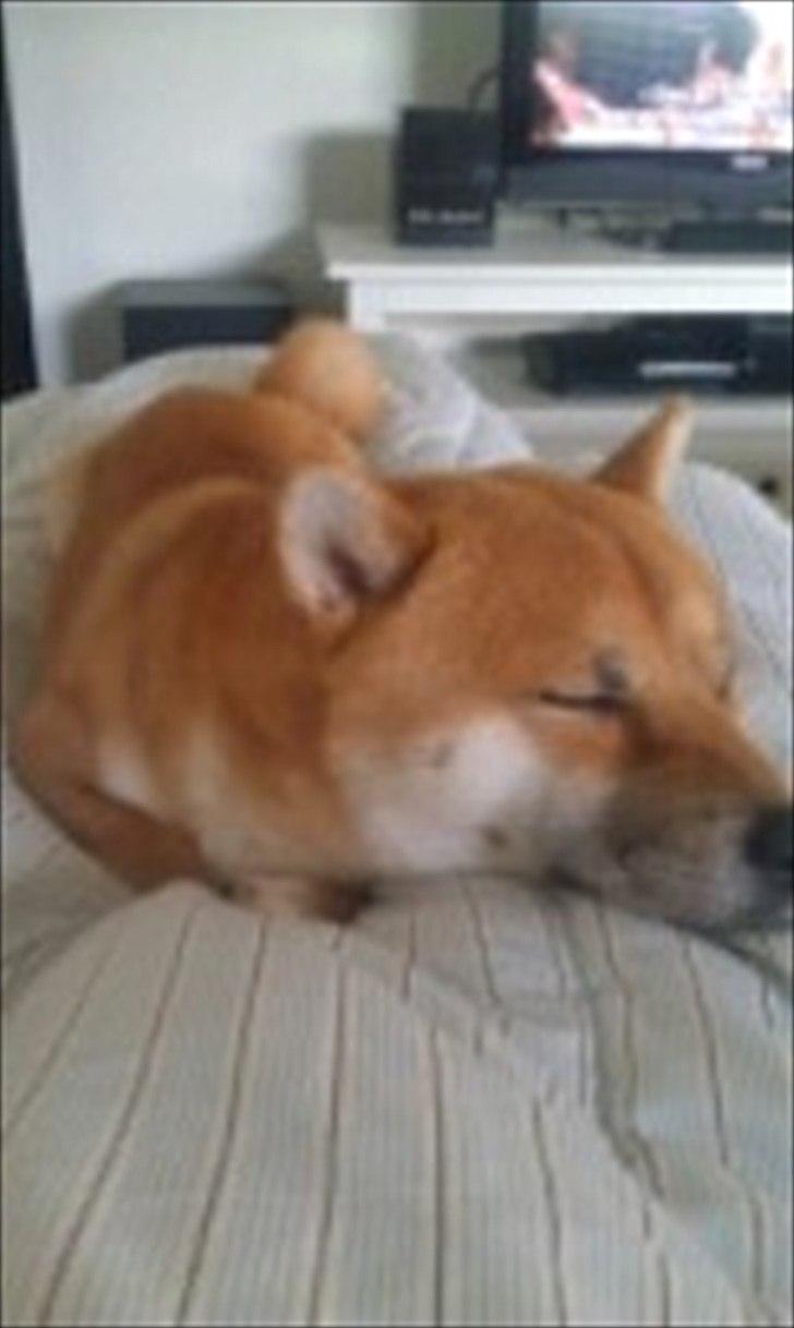 Shiba Kato - dec 2011 billede 11