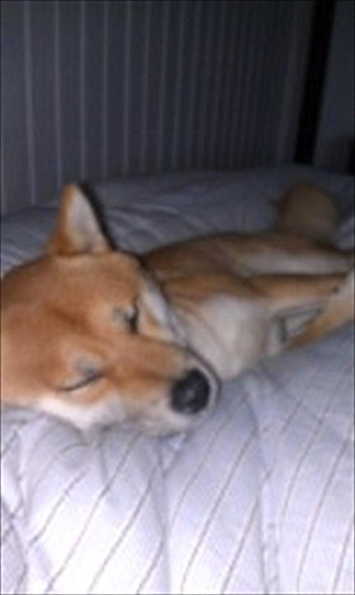 Shiba Kato - dec 2011 billede 12