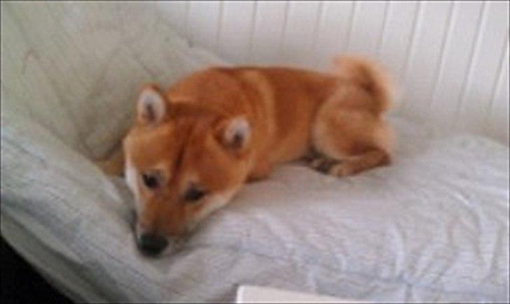 Shiba Kato - dec 2011 billede 13