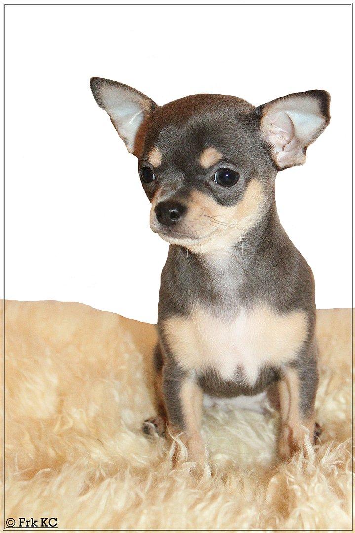 Chihuahua koda's ANGEL billede 2