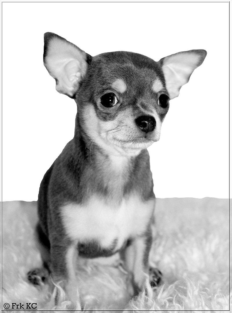 Chihuahua koda's ANGEL billede 1