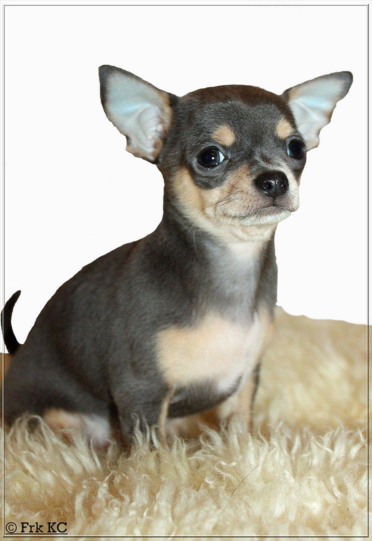 Chihuahua koda's ANGEL billede 3