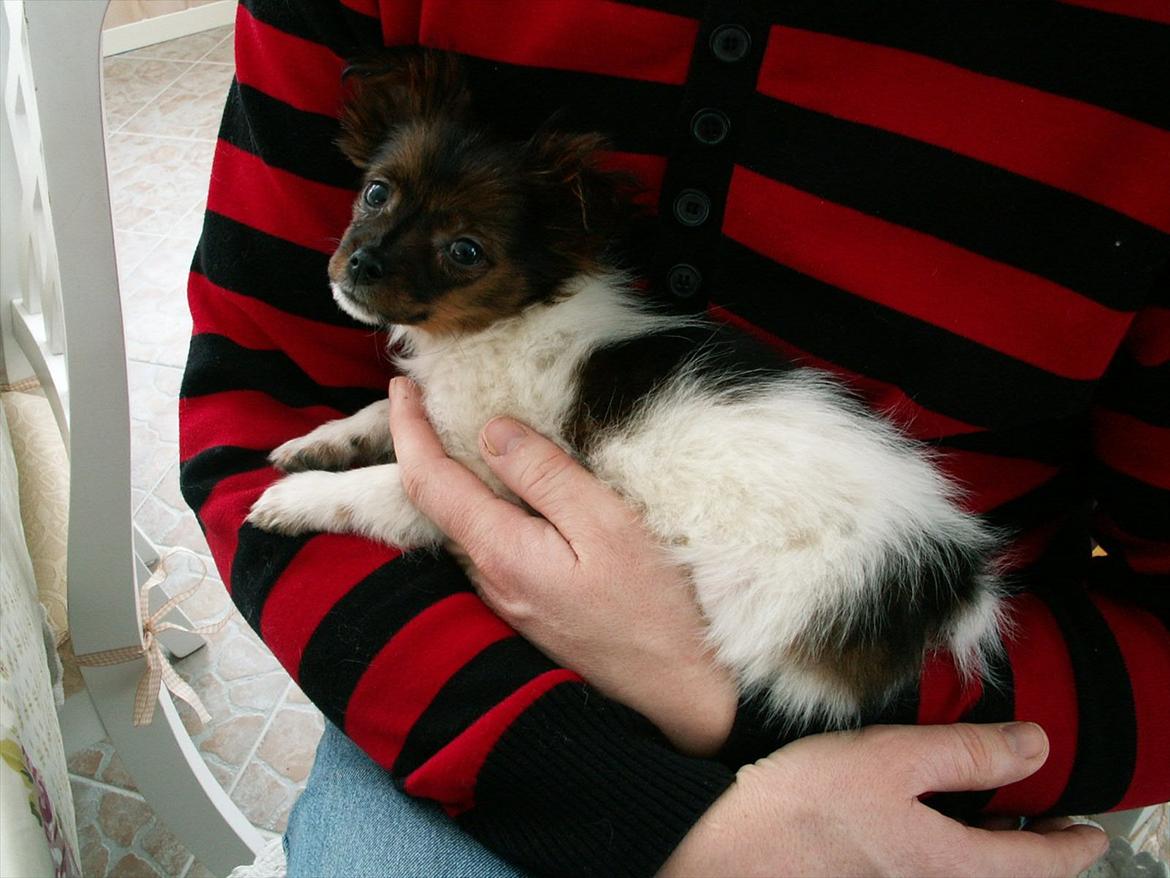 Blanding af racer vaks *savner dig* - da vi lige havde hentet ham hjem<3 billede 12