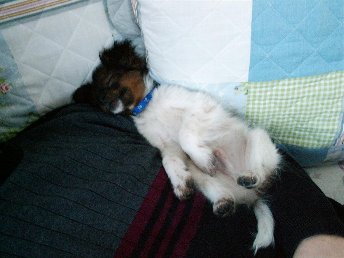 Blanding af racer vaks *savner dig* - lå/ligger og sover sammen med far billede 13