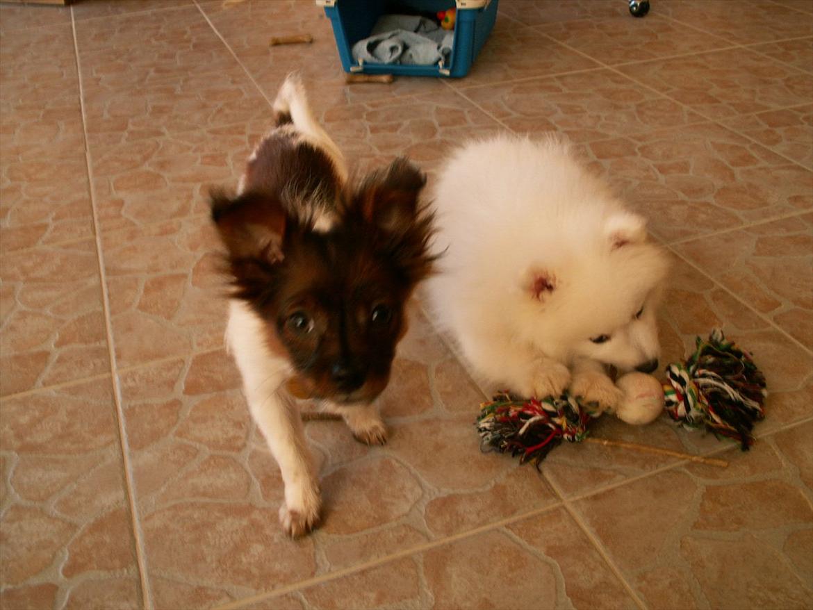 Blanding af racer vaks *savner dig* - viggo og vaks <3 billede 14