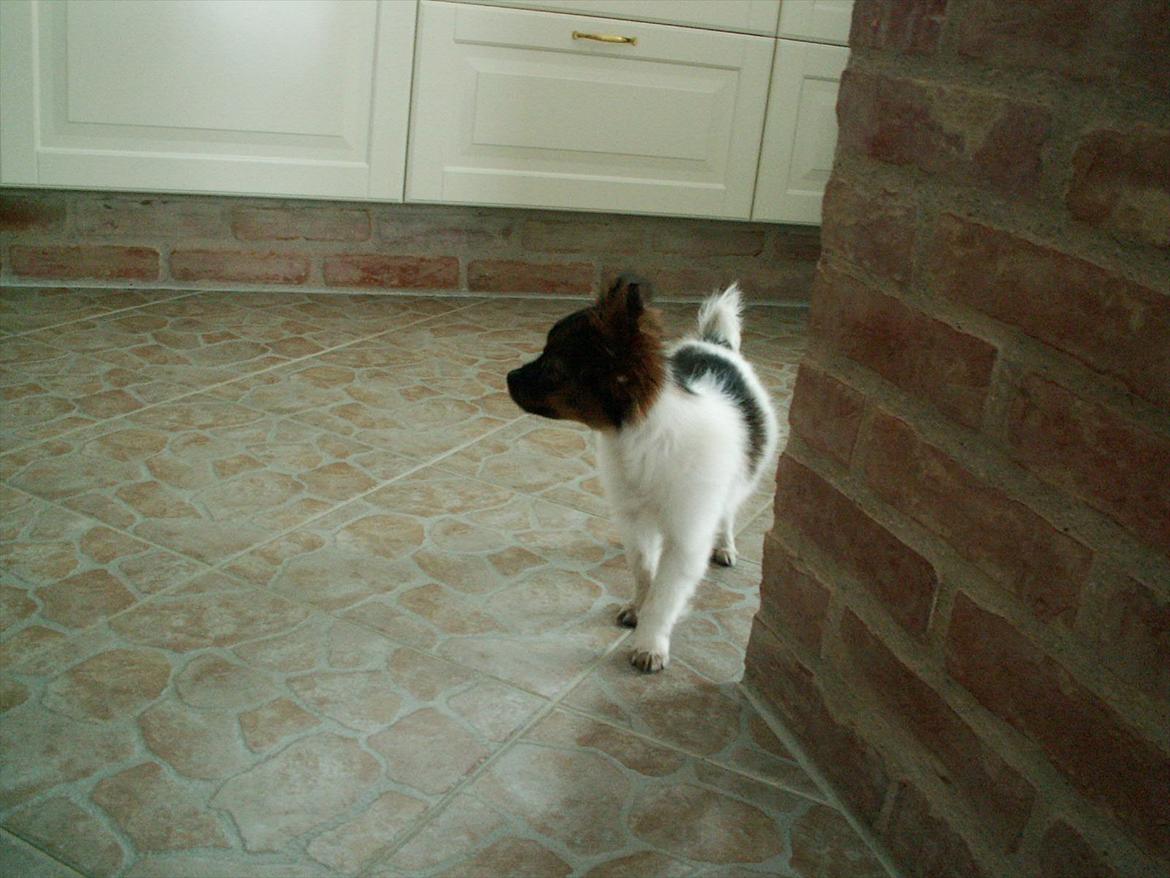 Blanding af racer vaks *savner dig* - jeg savner dig skat billede 15