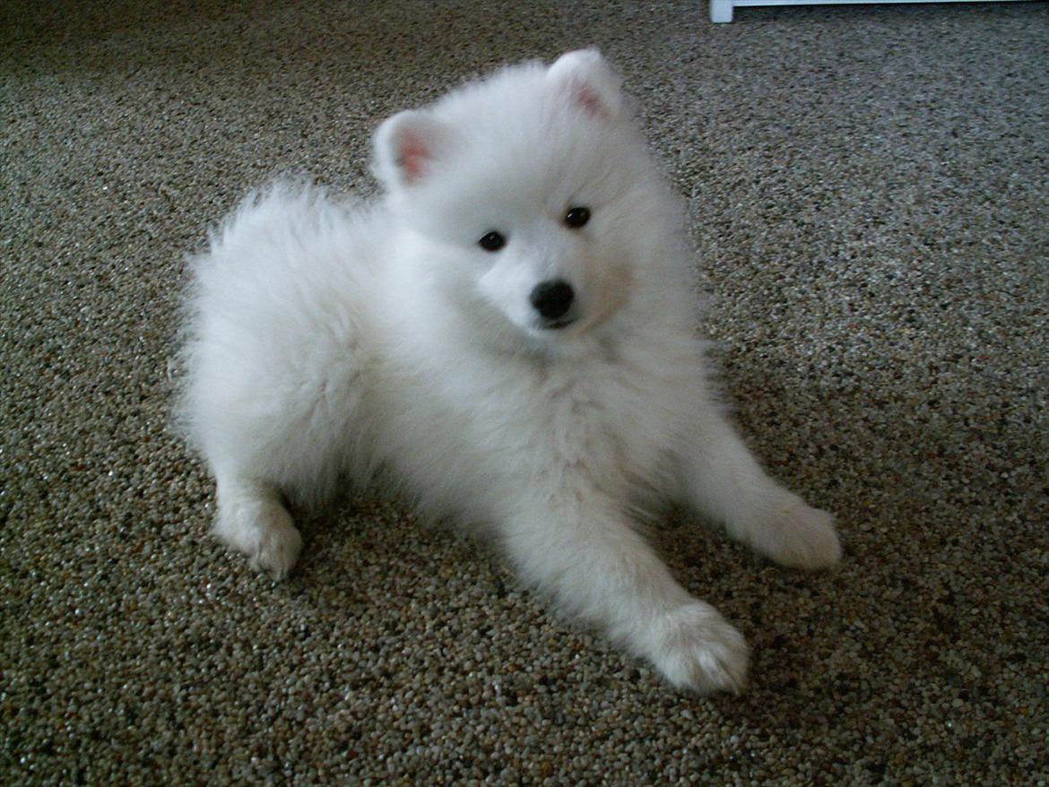 Japansk spids viggo aka kiks - kæft du var da bare en charme bøf da du var lille viggo ^^ billede 17