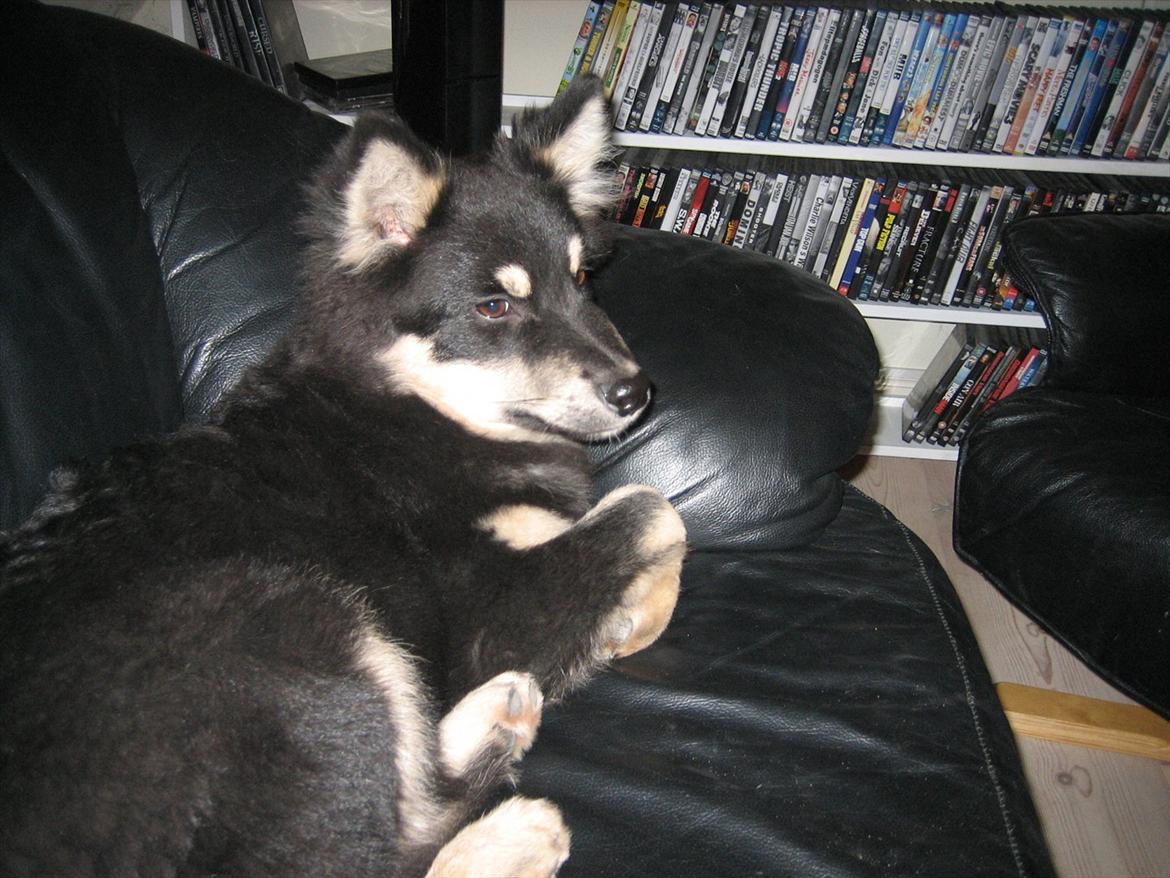 Finsk lapphund Kato billede 1